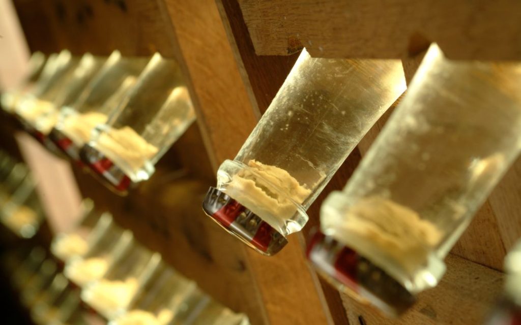 Sektflaschen oder Champagnerflaschen im Rüttelpult