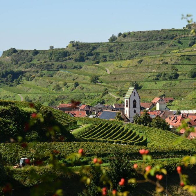 Franz Keller - Weinberg Kaiserstuhl