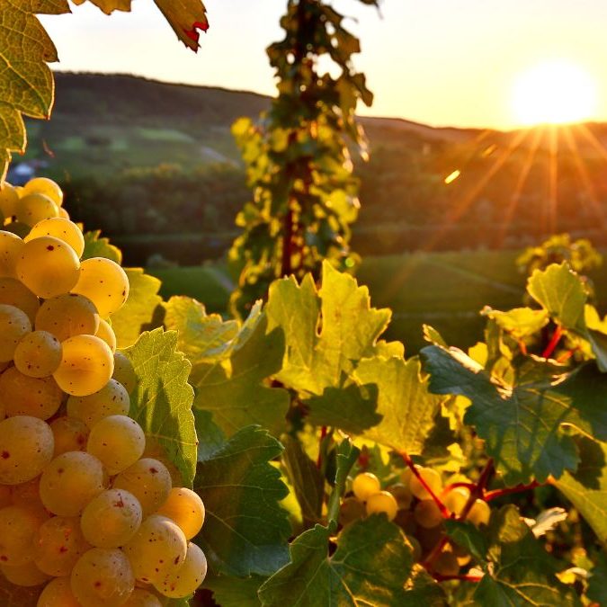 Riesling Traube Kiefer-Seufert