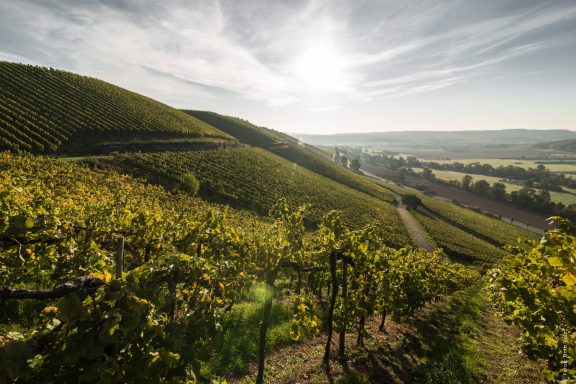 Weinberg an der Nahe