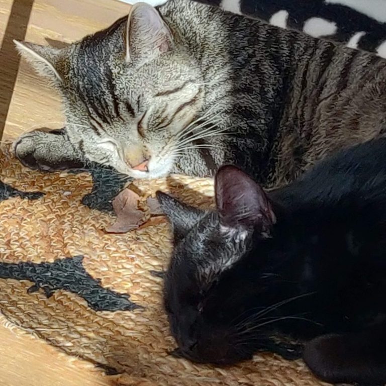 Schaumweinonlineshop Katzen Zwei Katzen, eine gestreift und eine schwarz, schlafen nebeneinander auf einem Teppich.