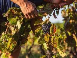 Handlese Ein Mann erntet Trauben aus einem Weinberg im sonnigen Freien.