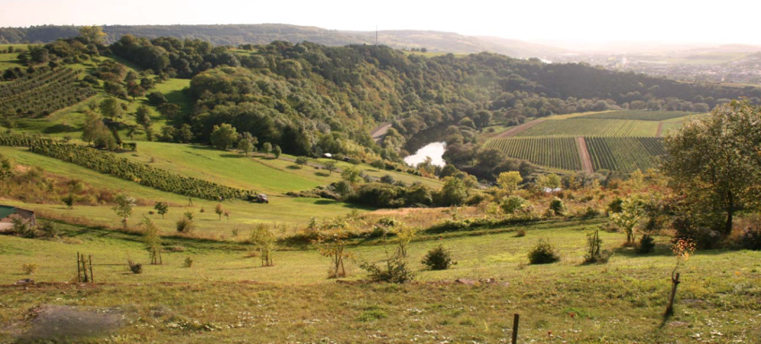 Weinberge an der Sauer