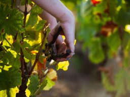 Decade, Riesling Sekt 2012, Bamberger