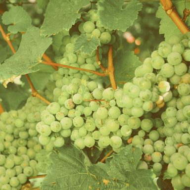 Weisse Rebsorte Riesling