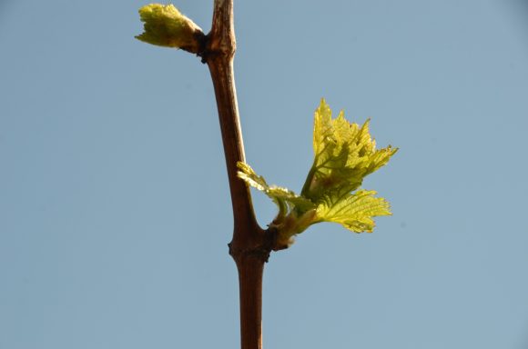 Weingut Fritz Keller 