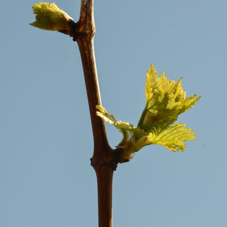 Kalksteinböden, Markgräflerland, Weingut am Klotz